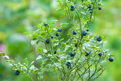 Lutein for Eyes: Benefits for Vision and Eye Health