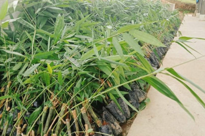 1,000 giant bamboo, abuyog sweet jackfruit gitanom sulod sa Mindanao Training Center sa Digos City