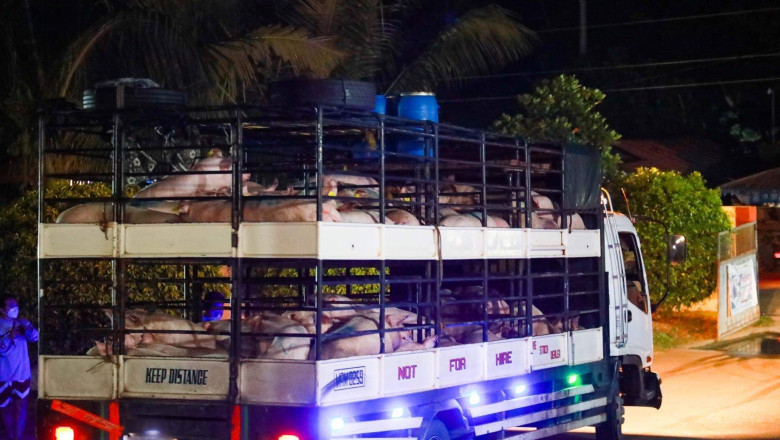 Mati City LGU umangkat ng baboy mula sa pribadong farm para mapababa ang presyo ng karne nito sa merkado