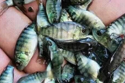 125,000 tilapia fingerlings distributed in agri districts in Davao City
