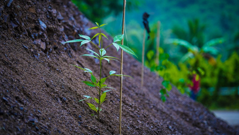 Tree planting marks Arbor Day in Davao City