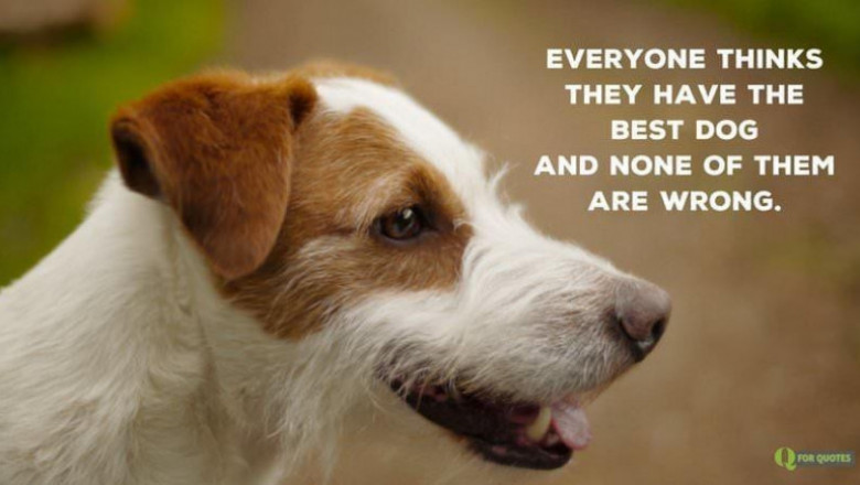 5 deaths due to rabies recorded Jan.-June in Davao City