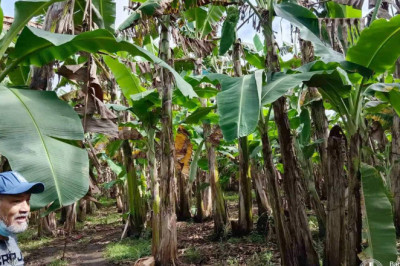 Investors develop former battlefield in Maguindanao as banana farm