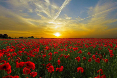 Verse of the Day | August 16
