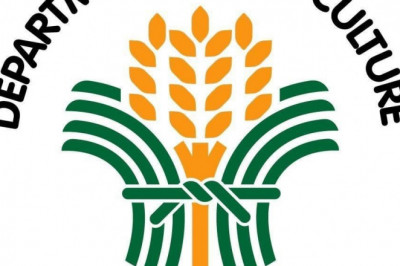 DA gives P100-M aid for onion growers