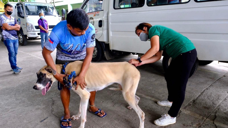Davao City beefs up drive on dog vaccination,  responsible pet ownership