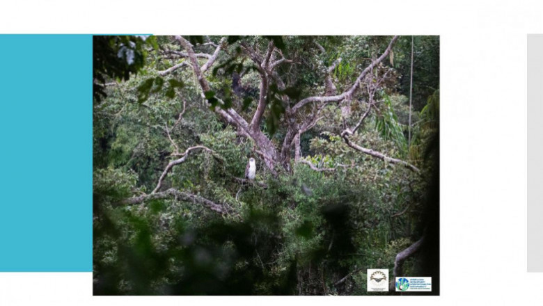 Group pushes to declare Mt. Makabol as critical habitat
