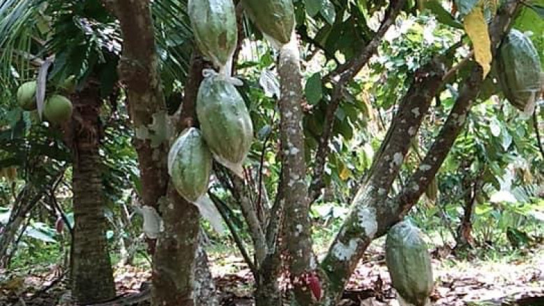 7 cacao farmers in Davao City to compete in Philippine Cocoa Quality Awards
