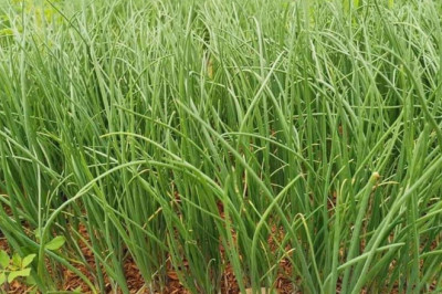 Planned onion plantation in DavSur to  boost production of commodity