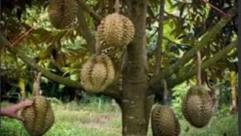 Davao durian stakeholders get ready for China export market