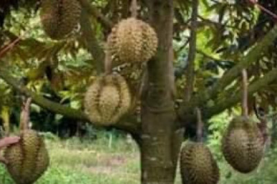 Davao durian stakeholders get ready for China export market
