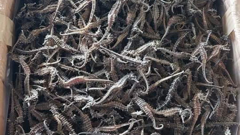 P600,000 kantidad sa dried seahorse, nakumpiska sa Zamboanga City