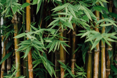 US$20M bamboo investment to enter Davao del Norte