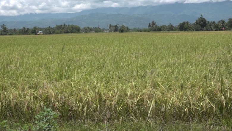 Rice tech forum held in DavSur