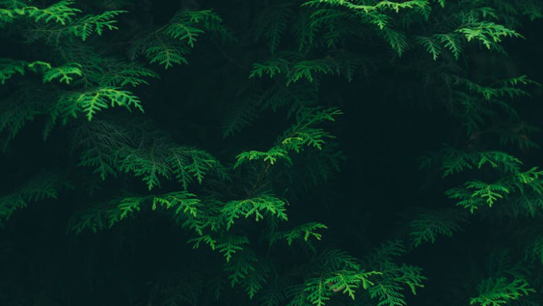 Verse of the Day | Dec. 2, 2023