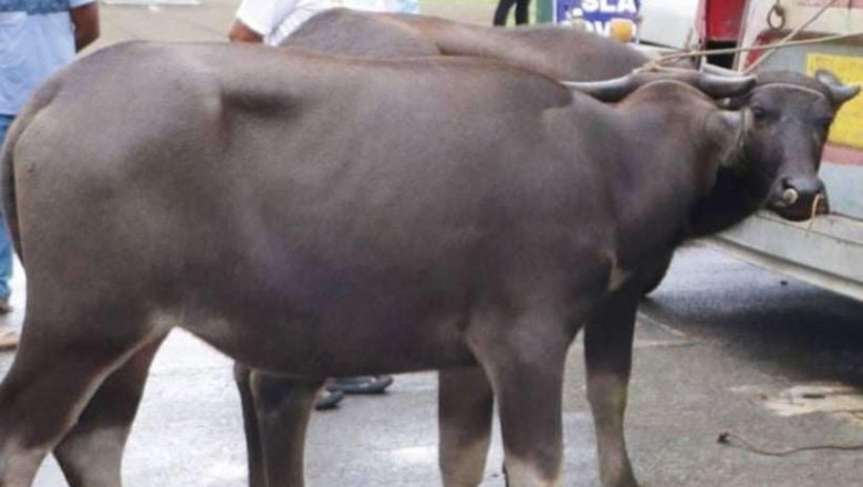 DA bans import of live cattle, buffaloes from Libya, Russia, South Korea, Thailand due to LSD outbreak