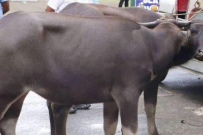 DA bans import of live cattle, buffaloes from Libya, Russia, South Korea, Thailand due to LSD outbreak