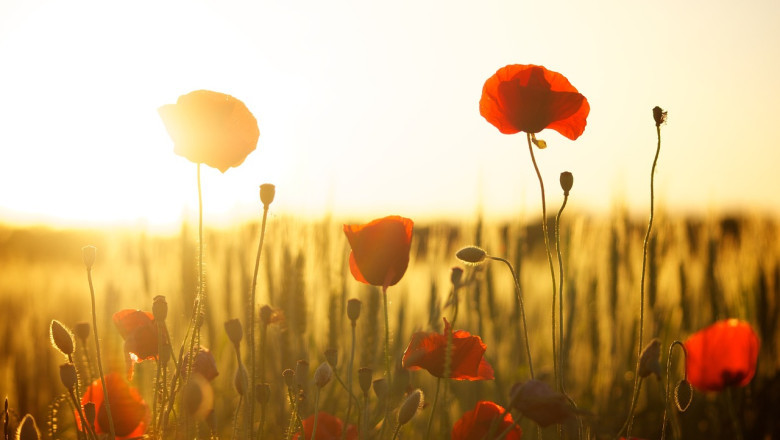 Verse of the Day | April 18, 2024