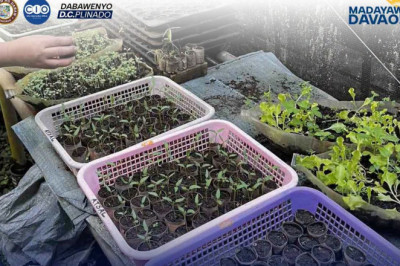 CAgrO invites Dabawenyos to experience organic urban farming